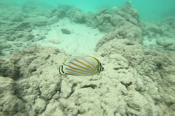 Hanauma Bay Guided Snorkeling Tour - Common Questions
