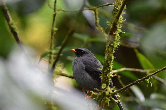 Hanging Bridges Guided Walk - Inclusions and Amenities