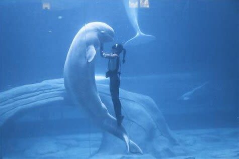 Hangzhou Changqiao Polar Ocean Park Ticket (For Mainland China ID Holders) - Key points before you go