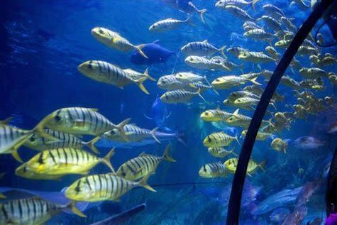 Hangzhou Changqiao Polar Ocean Park Ticket (For Mainland China ID Holders) - Is the admission price good value?