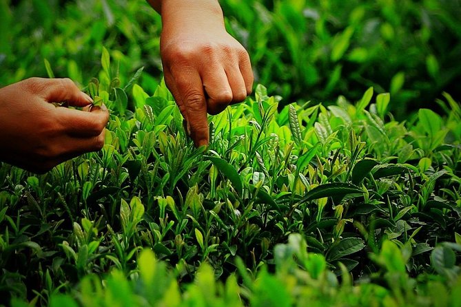 Hangzhou Longjing Tea Plantation Culture Experience Tour - Key Highlights