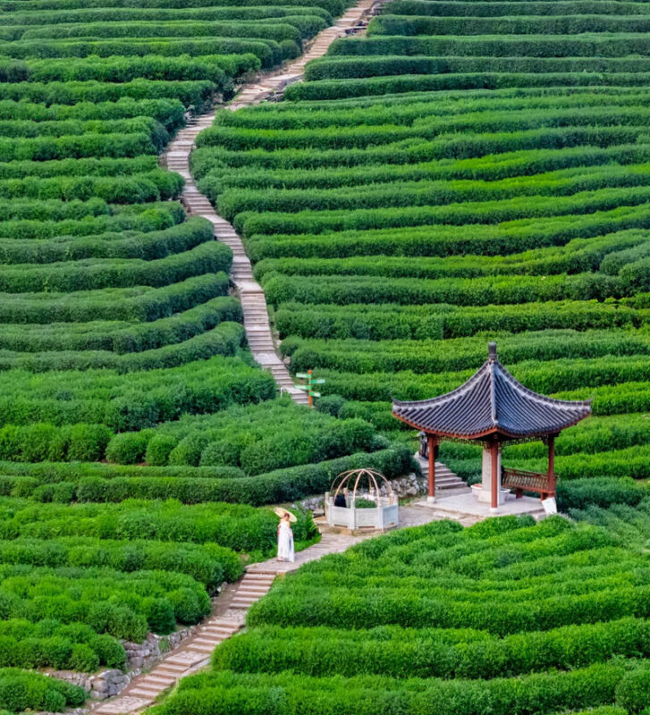 Hangzhou Longjing Tea Plantation Light 5km Hiking Tea Culture Experience Tour - What to know before you go
