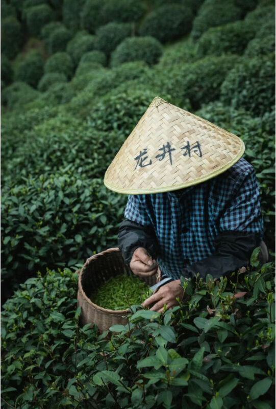 Hangzhou Longjing Tea Plantation Light 5km Hiking Tea Culture Experience Tour - Meeting details and practical preparation