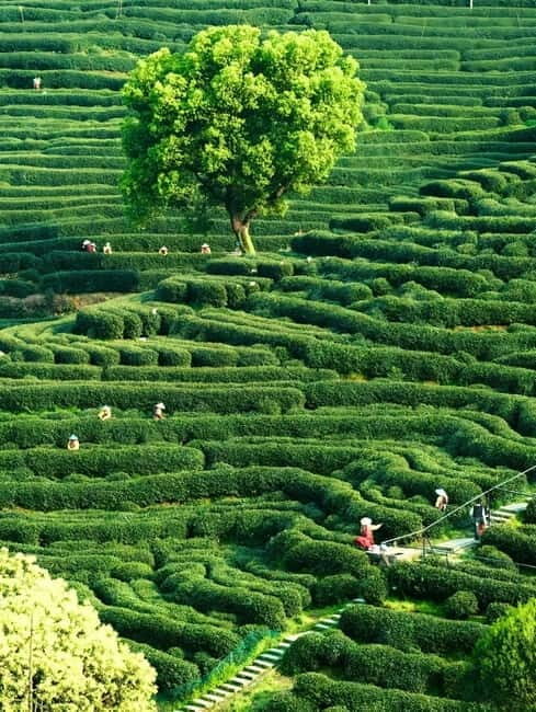 Hangzhou: Longjing Village Tea Picking and Tasting Tour - Frequently Asked Questions