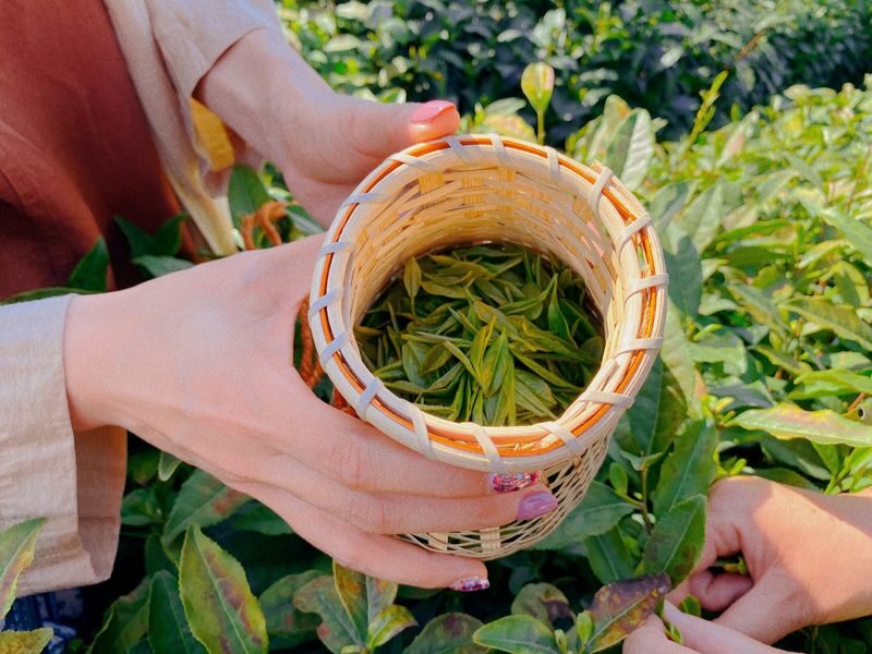 Hangzhou Longwu Spring Tea Tour: Half-day Experience of Tea Picking, Hiking, and Tea Tasting - What makes the Longwu outing worthwhile