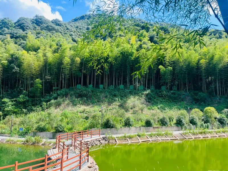 Hangzhou Longwu Spring Tea Tour: Half-day Experience of Tea Picking, Hiking, and Tea Tasting - Picking tea in Longwu Tea Town
