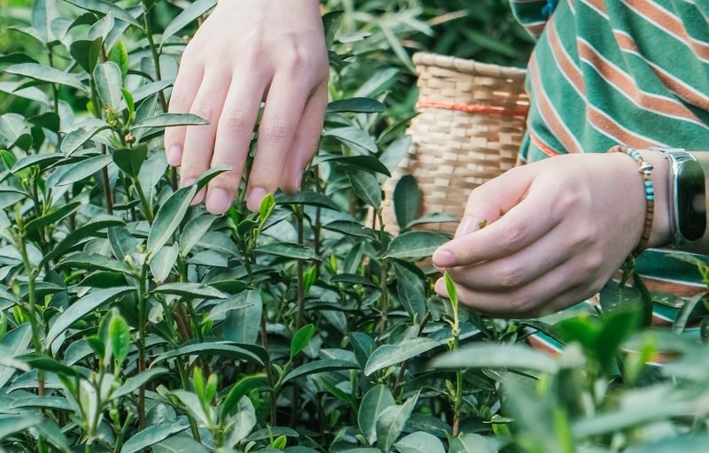 Hangzhou Longwu Spring Tea Tour: Half-day Experience of Tea Picking, Hiking, and Tea Tasting - Brewing tea with your own spring water