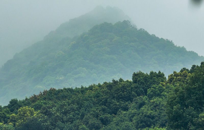 Hangzhou Longwu Spring Tea Tour: Half-day Experience of Tea Picking, Hiking, and Tea Tasting - Timing, meeting point, and price
