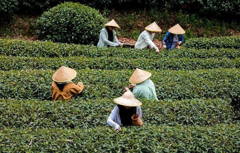 Hangzhou Longwu Spring Tea Tour: Half-day Experience of Tea Picking, Hiking, and Tea Tasting - Who should book this tea-and-hiking outing