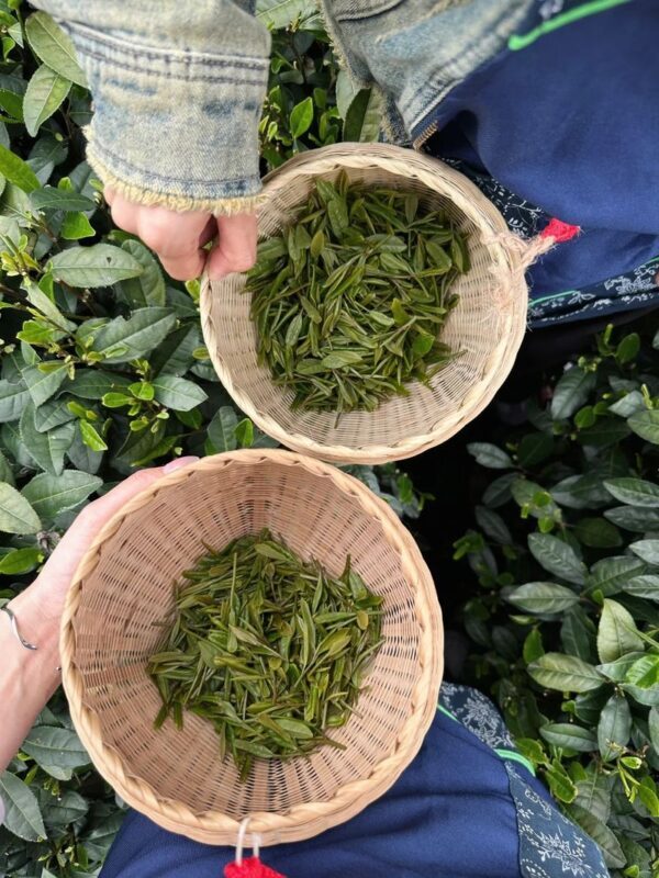 Hangzhou Meijiawu Tea Culture Half-Day Experience - A tea village with a working tradition