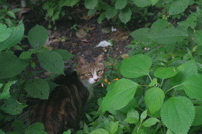 Hangzhou Mini-Hike Tour with Local Market Life Experience - Authenticity and Insider Insights from Reviews