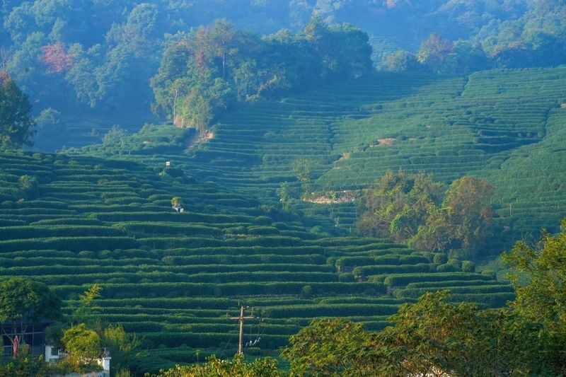 Hangzhou Nine Creeks & Shili Langdang Full-Day Hiking Experience with Tea Plantations - Longjing Village sets the pace