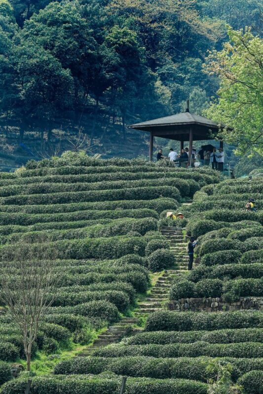 Hangzhou Nine Creeks & Shili Langdang Full-Day Hiking Experience with Tea Plantations - Who should book this Hangzhou hike?