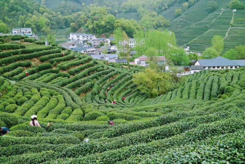 Hangzhou Private Day Trip by Bullet Train from Shanghai - Final Thoughts