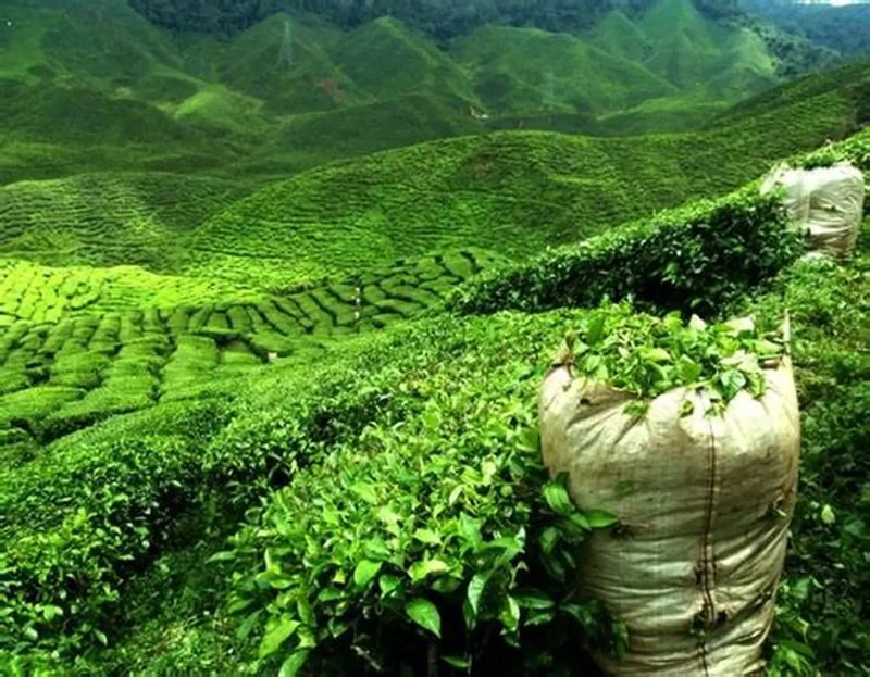 Hangzhou Private Guided Day Tour: West Lake (including boat trip) + Leifeng Pagoda + Romance of Song Dynasty Show/Meijiawu Tea Picking - Meijiawu is a separate choice for tea and hillside scenery