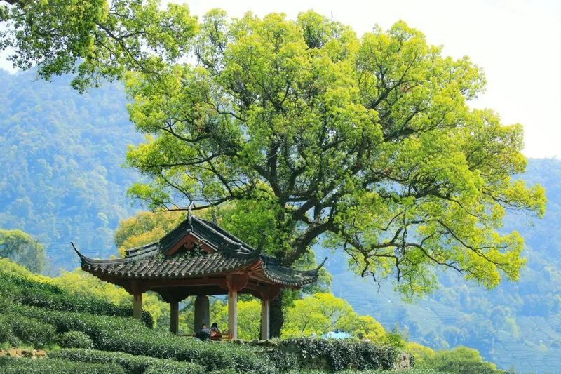 Hangzhou Private Guided Day Tour West Lake, Lingyin Temple - Price, extra costs and the real value