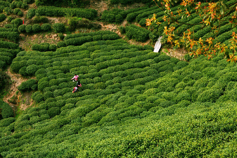 Hangzhou Private Guided Day Tour West Lake, Lingyin Temple - Pick-up boundaries, timing and practical details