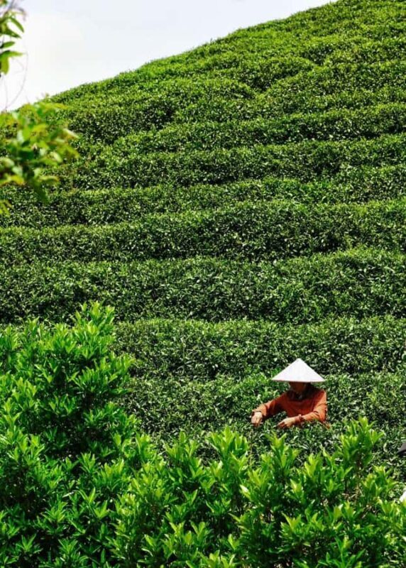 Hangzhou Tea Tour: Villages, Lakes & Whisked Tea Experience - Good To Know