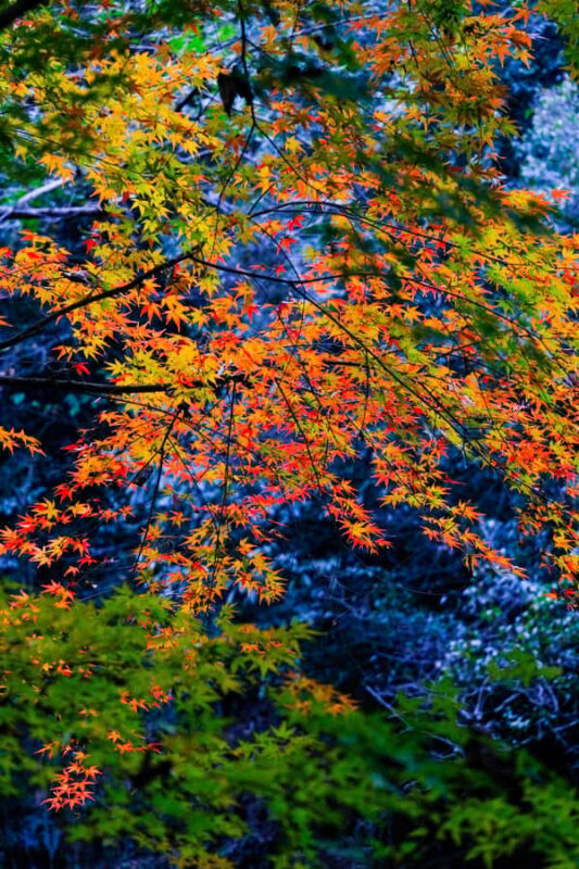 Hangzhou Temples Trail: Explore Lingyin, Faxi, and Yongfu - Frequently Asked Questions