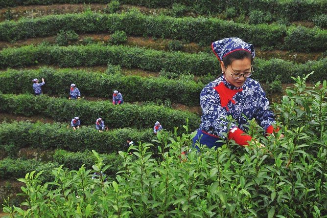 Hangzhou West Lake and Tea Plantation Half Day Tour - Tour Highlights