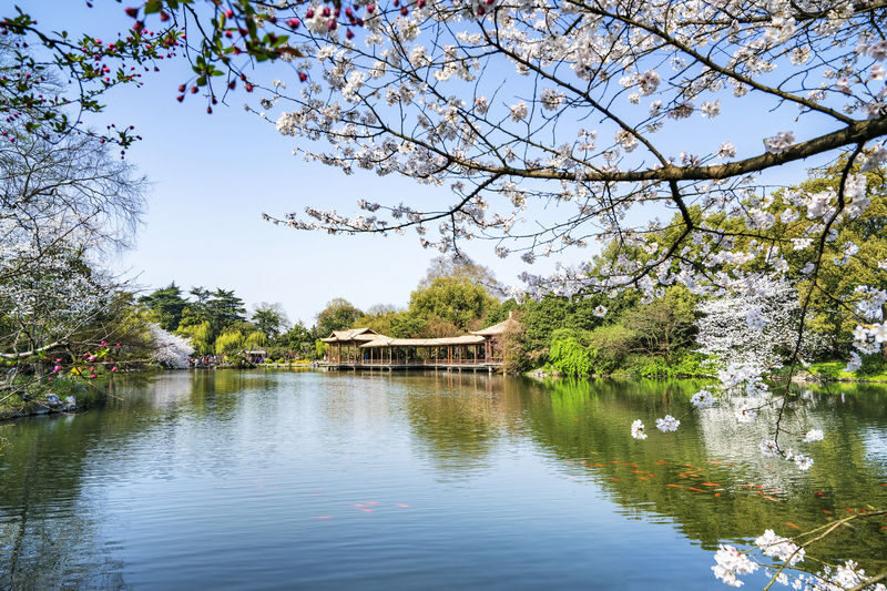 Hangzhou West Lake Cruise + Leifeng Pagoda + Su Causeway + Viewing Fish at Flower Pond Classic Half-Day Tour - Price and practical value