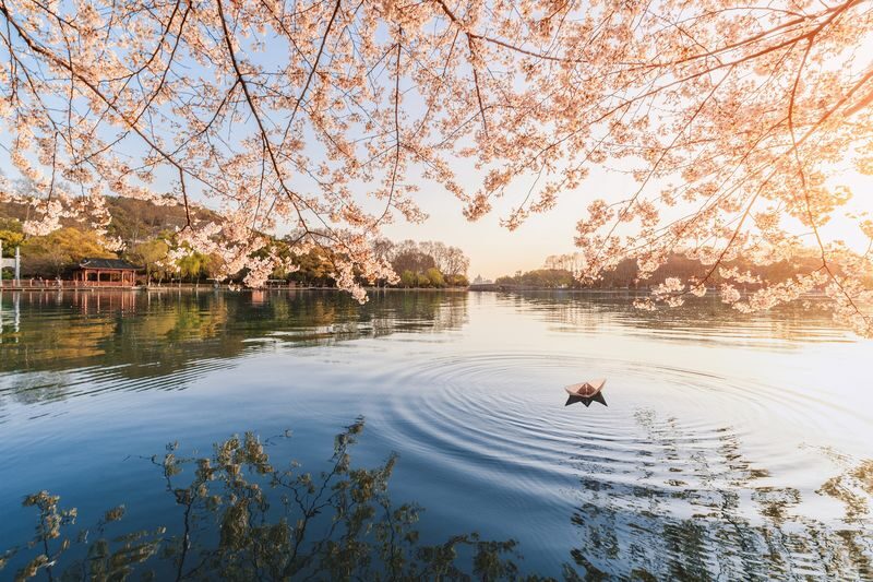 Hangzhou West Lake Cruise + Leifeng Pagoda + Su Causeway + Viewing Fish at Flower Pond Classic Half-Day Tour - Meeting point, documents, and comfort