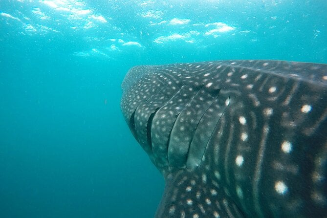 Hanifaru Bay Snorkeling With Whale Sharks & Mana Rays - Tour Details