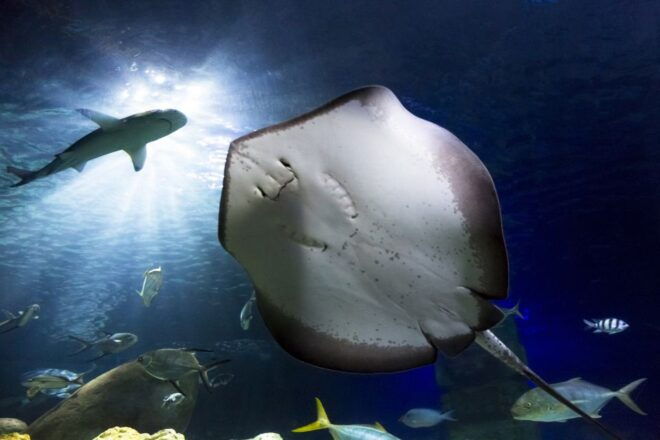 Hannover: SEA LIFE Entry Ticket - Selecting Participants and Date