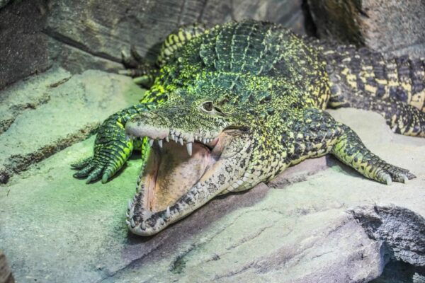 Hannover: SEA LIFE Entry Ticket - Things to Do in Hanover, Lower Saxony