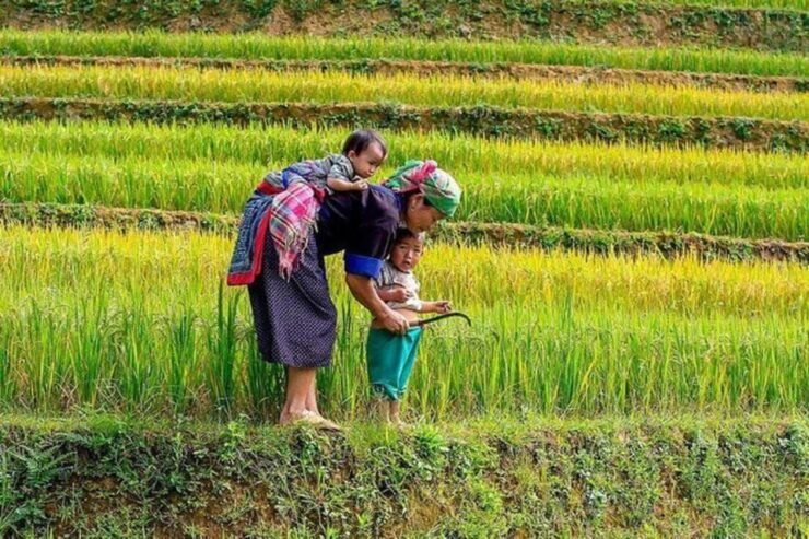 Hanoi: 2-Day Sa Pa Guided Village & Homestay Trekking Tour - Tour Guide and Pickup Details