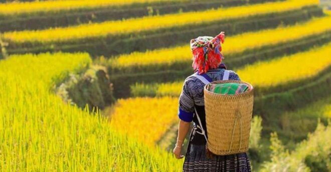Hanoi 5-Day Trip : Sapa-Ninh Binh-Halong Bay 5-Stars Cruise - Transportation and Accommodation