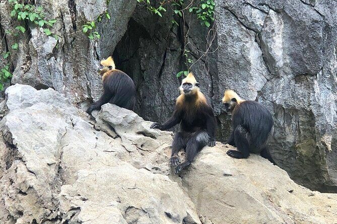 Hanoi: Cat Ba Island, Viet Hai Village, Lan Ba Bay 2 Days 1 Night - Is This Tour Worth It?