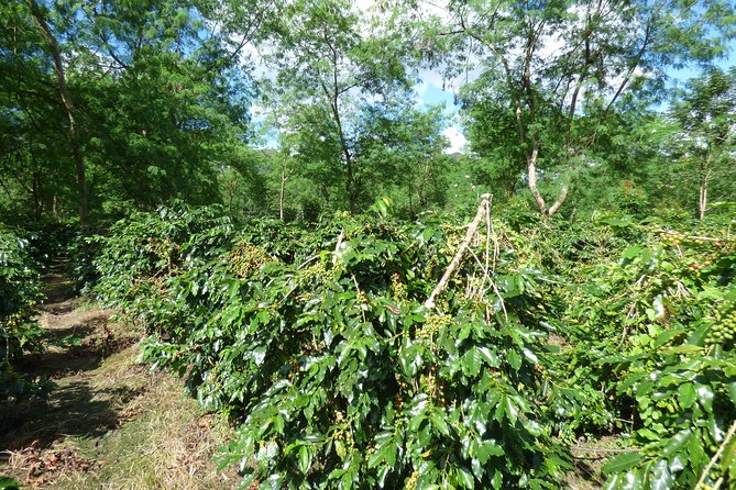 Hanoi - Cuc Phuong National Park 1 Day With Lunch - Common Questions