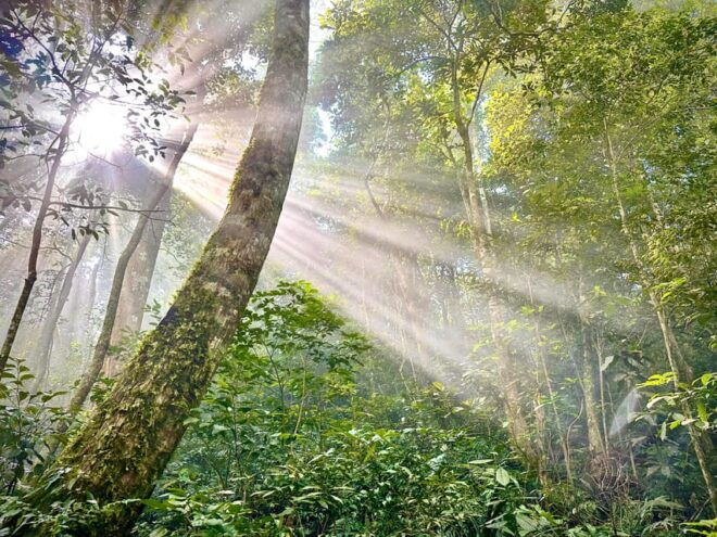 HANOI - CUC PHUONG NATIONAL PARK - Tips for a Great Experience