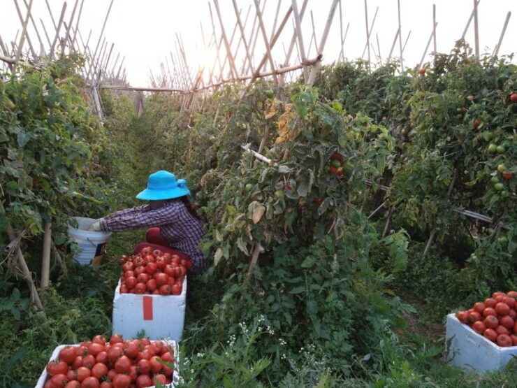 Hanoi Farm Tour and Cooking Class With Local Family - Experience Highlights and Cultural Exchange