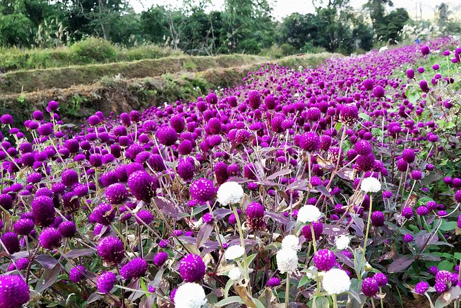 Hanoi - Halong Bay - Pu Luong - Tam Coc - Airport (5 Days) - Day 5: Departure From Hanoi Airport
