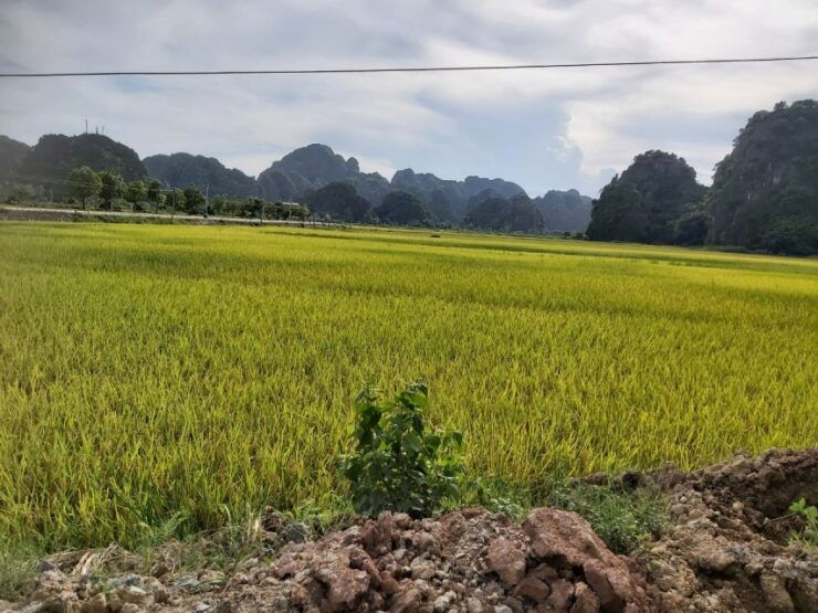 Hanoi - Hoa Lu and Tam Coc - Hanoi Full Day Tour - Experience Highlights