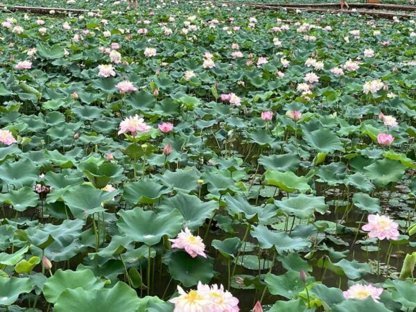 Hanoi - Ninh Binh: 1 Day With Hoa Lu, Trang an & Mua Cave - Tour Inclusions