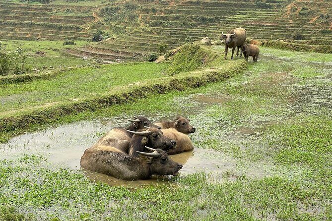 Hanoi to Sapa: 2-Day Trekking Adventure with Overnight Homestay - Who Is This Tour Best For?