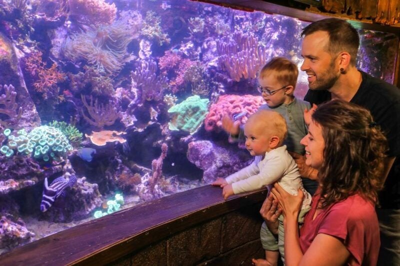Hanover: SEA LIFE Entry Ticket - Good To Know