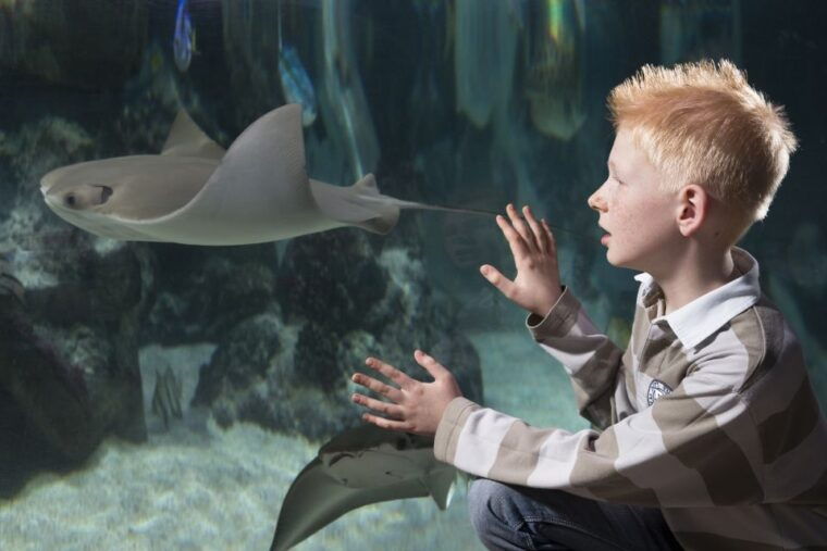 Hanover: SEA LIFE Entry Ticket - Analyzing the Value