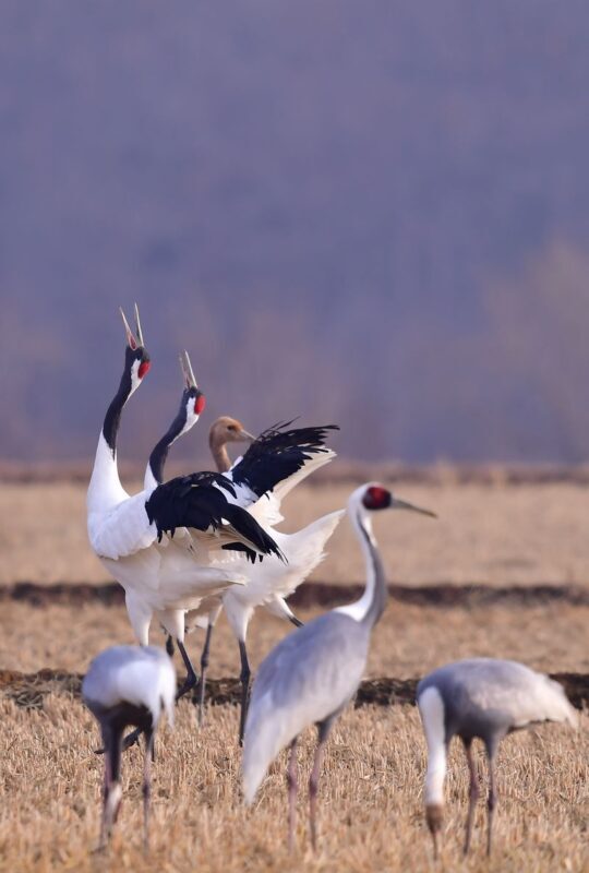 Hantan UNESCO Ice Trekking & Crane Watching Tour from Seoul - At a glance