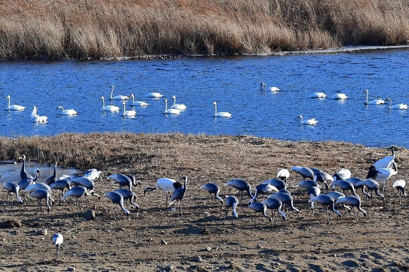 Hantan UNESCO Ice Trekking & Crane Watching Tour from Seoul - Seungil Park, ice cliffs and festival time