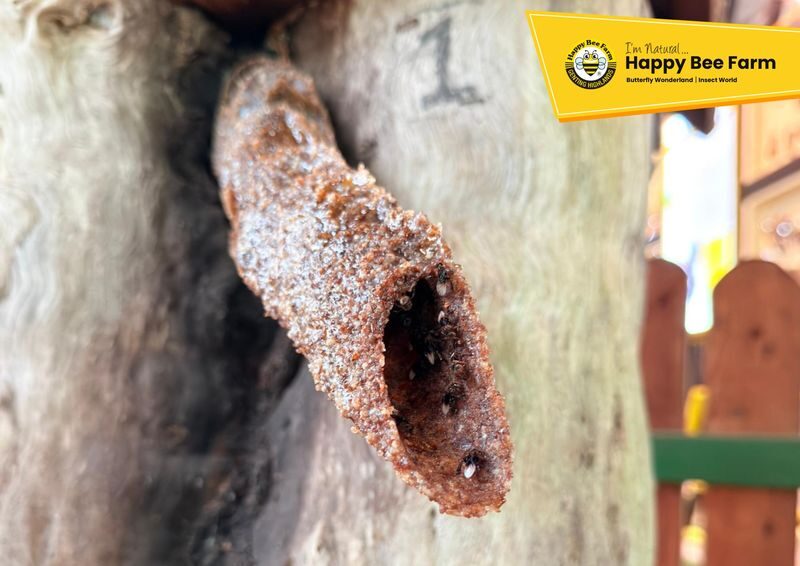 Happy Bee Farm Admission Ticket in Genting Highlands - How long to stay, and when to arrive