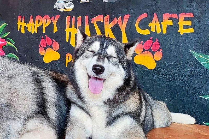 Happy Husky Cafe in Puerto Princesa - At a glance