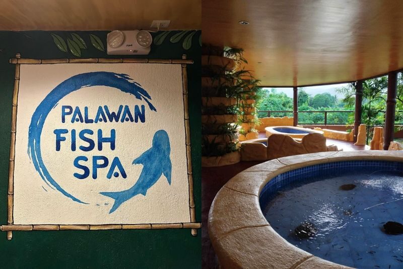 Happy Husky Cafe in Puerto Princesa - Meeting the huskies, with staff close by