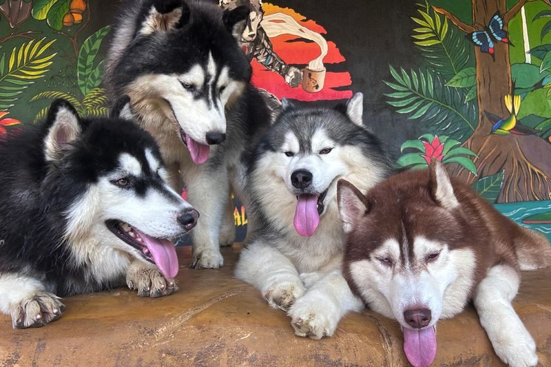 Happy Husky Cafe in Puerto Princesa - Hot kawa bath in the garden