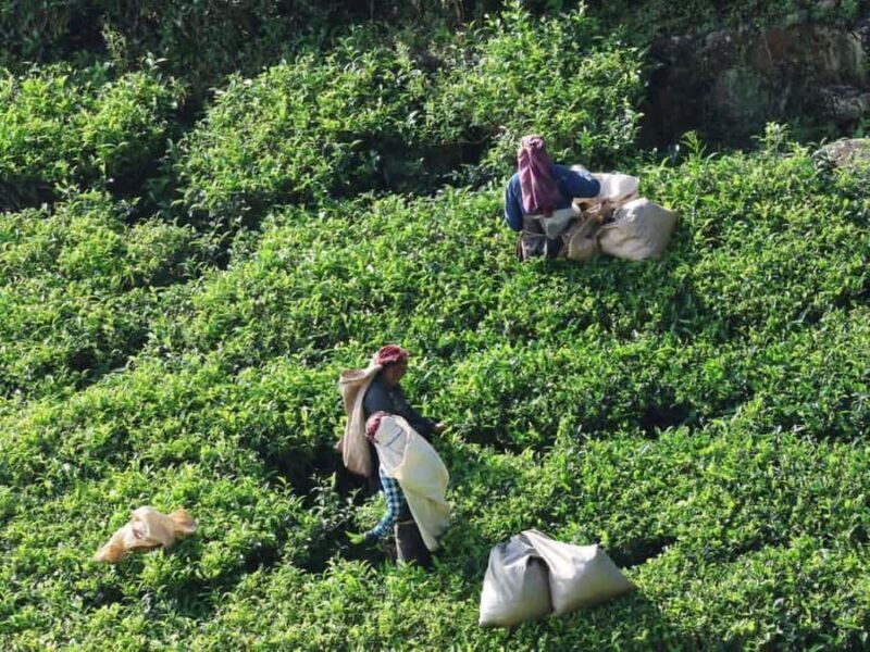 Haputale Day Tour by Tuk Tuk - Nature & Culture - Good To Know