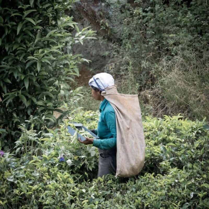 Haputale Day Tour by Tuk Tuk - Nature & Culture - Practical Details and Tips