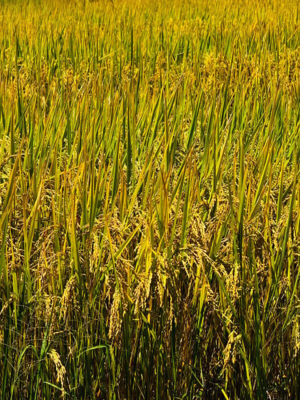 Haputale: Ella Rock Sunrise Hike with Hotel Pickup - Practical Details: Transport, Duration, and Group Size  